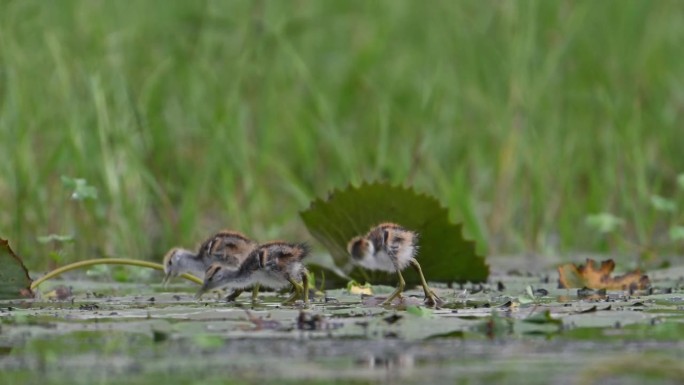 雏鸡在湿地中觅食