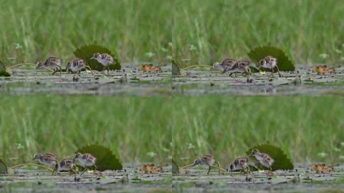 雏鸡在湿地中觅食