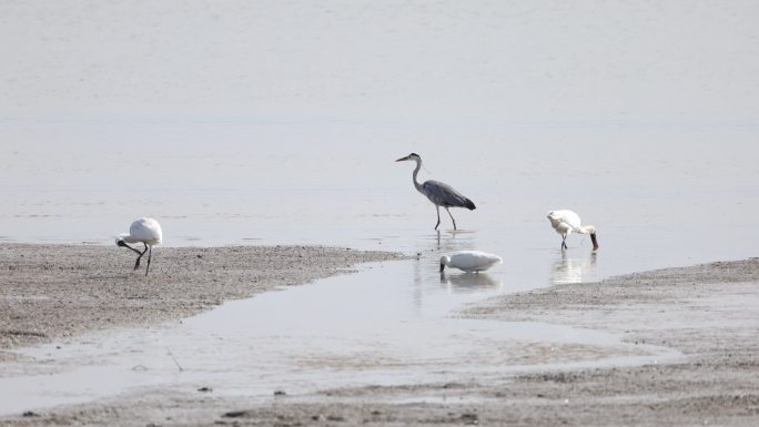 候鸟天堂深圳湾：黑脸琵鹭在啄鱼抓虾