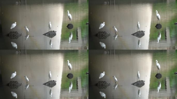 白鹭 捕鱼 戏水 东湖湿地公园 翱翔