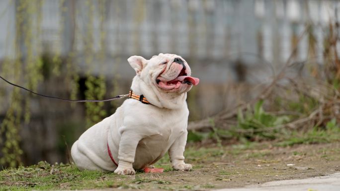 法国斗牛犬伸出舌头散热