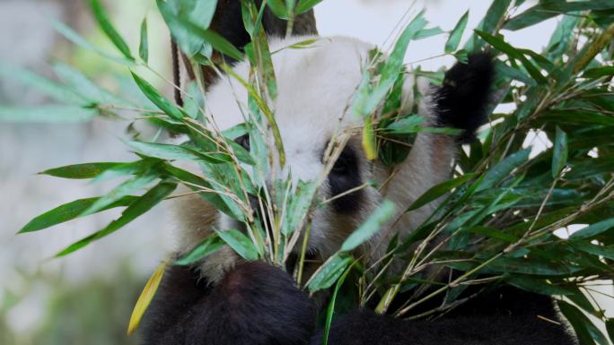 大熊猫晓开晓域