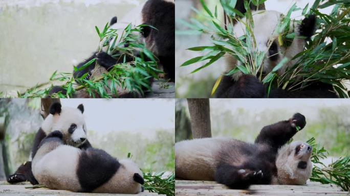 大熊猫晓开晓域