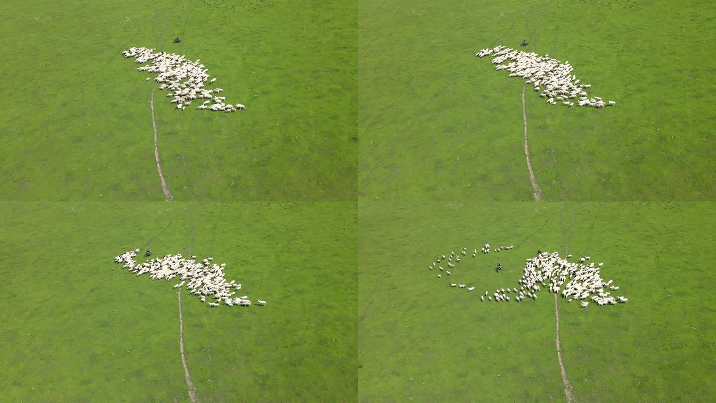 内蒙古科尔沁呼伦贝尔草原放牧羊群美景航拍