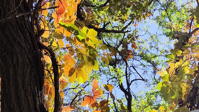 风中的秋叶色彩缤纷