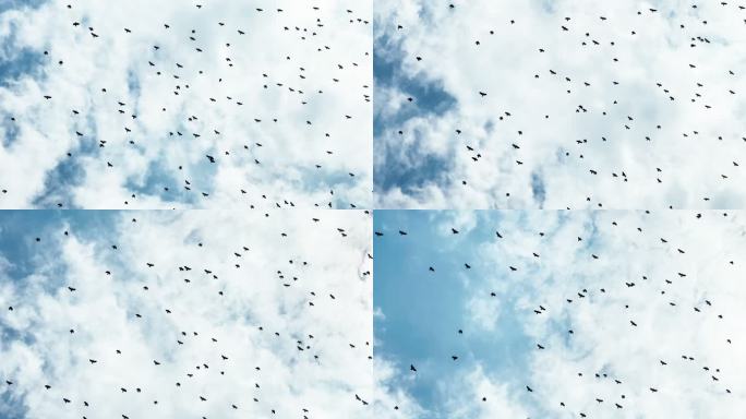 震撼人心的画面一大群鸟飞过 迁徙 预言