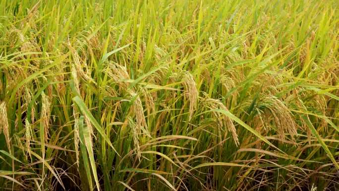 南方稻田风吹水稻手抚摸过稻穗水稻根茎特写