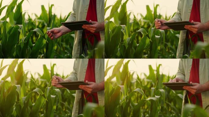 农学家在田间观察玉米植株的叶子，拿着写字板的手的特写，做笔记