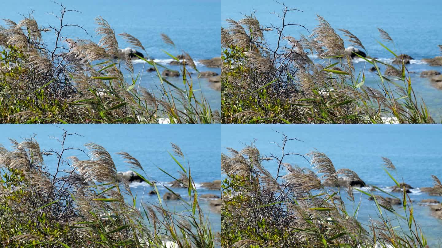 海边的芦苇荡