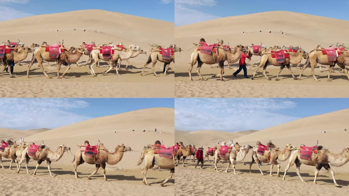 敦煌鸣沙山沙漠骆驼