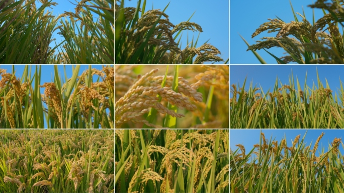 稻田稻谷稻米稻子水稻丰收有机大米乡村振兴