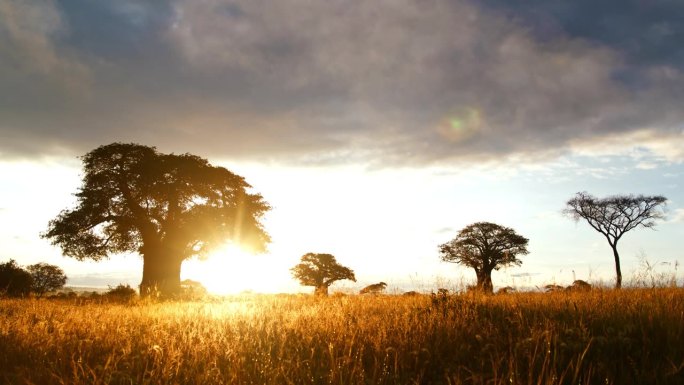日落时分，坦桑尼亚稀树大草原中部的猴面包树和金合欢树的美丽照片