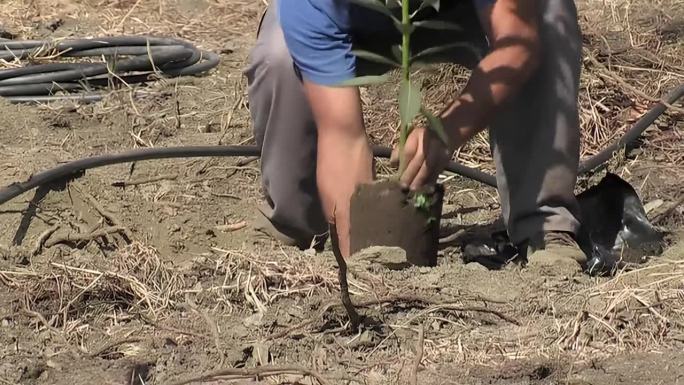 农民正在移植一棵小鳄梨树
