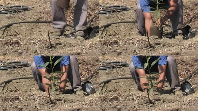 农民正在移植一棵小鳄梨树