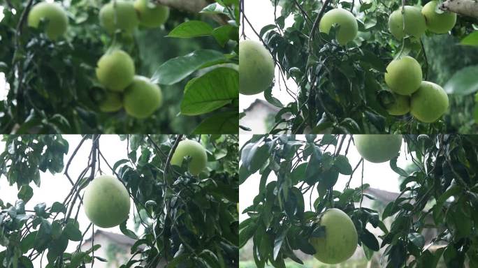 树枝上的柚子果实