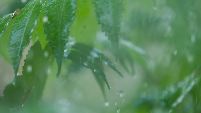 下雨时从绿叶蕨类植物上滴下的慢动作雨滴。特写水滴绿叶前景。大雨落在绿色植物的叶子上。平静放松冥想和平