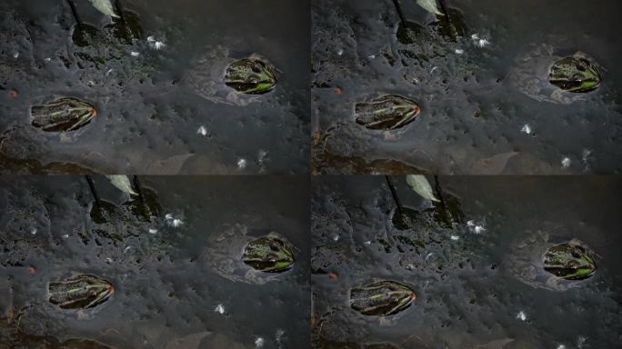 绿色的青蛙坐在沼泽特写