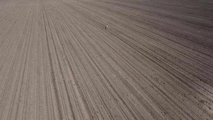 野兔在田野里奔跑农田航拍庄稼种植田间景色