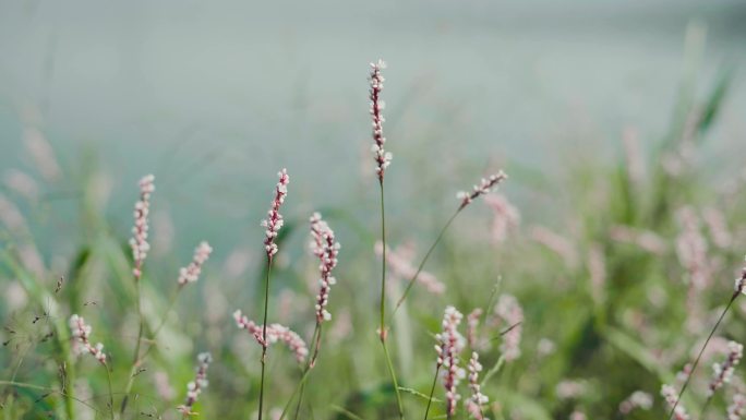 夏日河边的小花 蝴蝶 蜜蜂