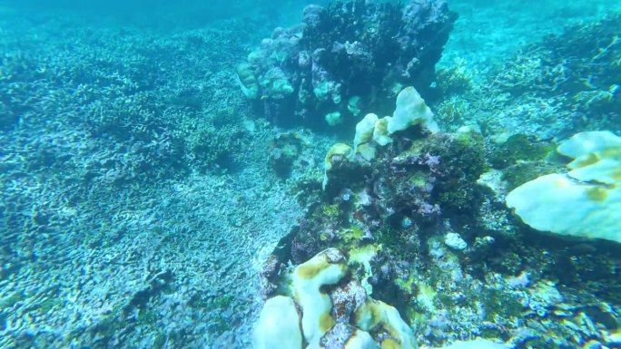 水下:密集的过度捕捞杀死了大型白化珊瑚礁附近的所有外来鱼类。