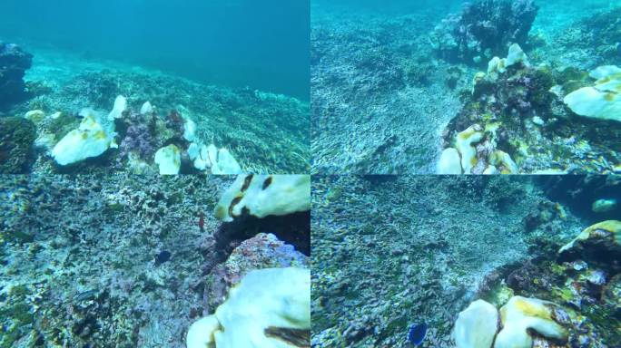 水下:密集的过度捕捞杀死了大型白化珊瑚礁附近的所有外来鱼类。