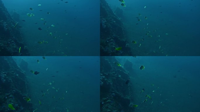 深海峡谷深处有热带鱼在蓝色的海水中游泳
