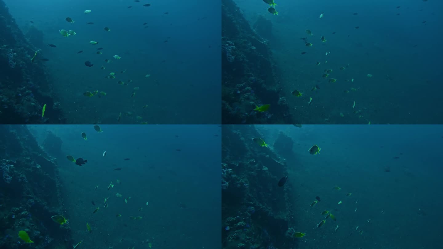 深海峡谷深处有热带鱼在蓝色的海水中游泳