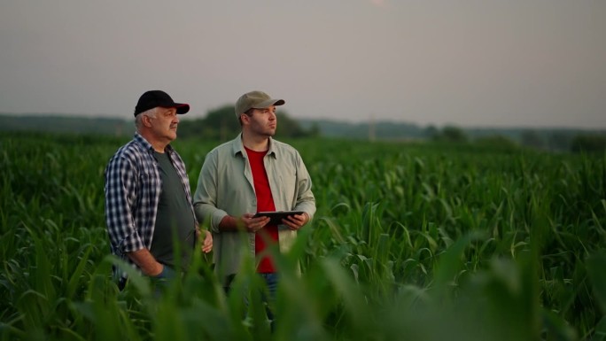 田间的农民，专业农艺师和农场主一起站在玉米地里
