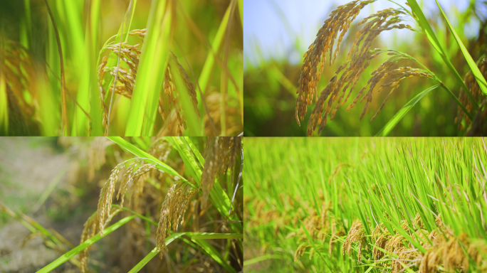 水稻稻谷稻田大米稻穗农业丰收谷物种植粮食