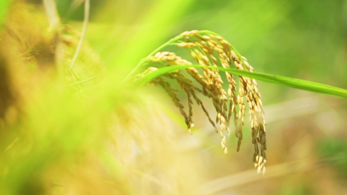 水稻稻谷稻田大米稻穗农业丰收谷物种植粮食