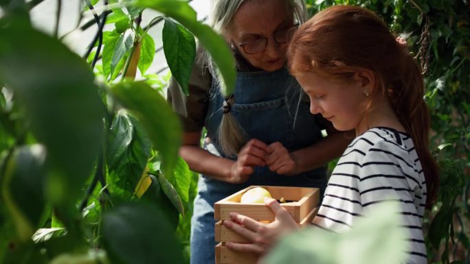 奶奶和孙女一起在花园里摘辣椒。