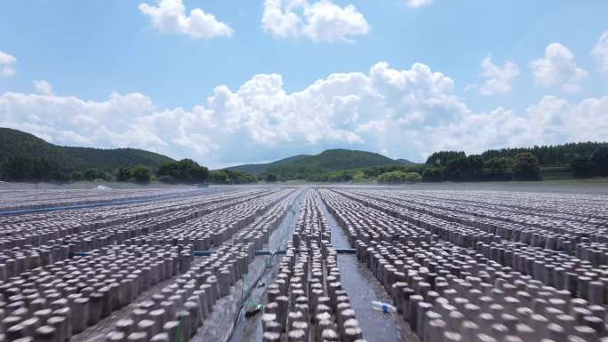 地栽木耳规模种植