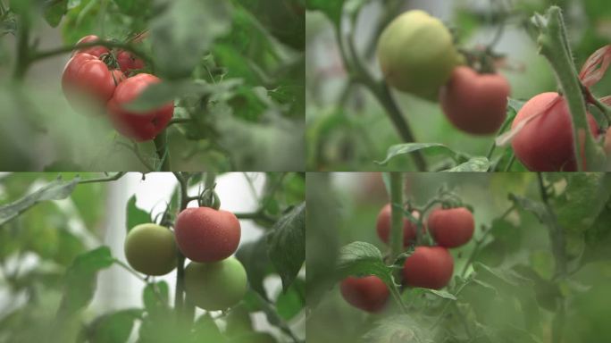 大棚中西红柿
