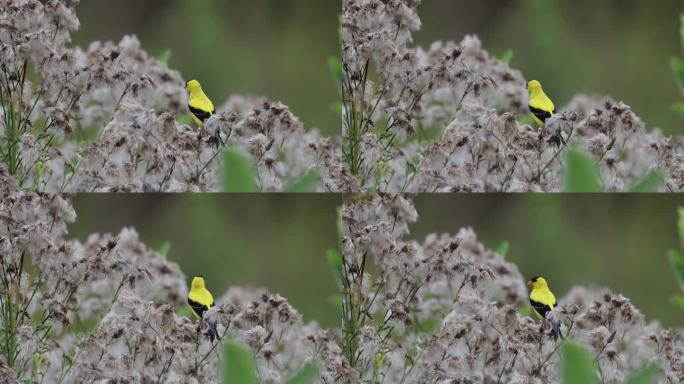 美国金翅雀，维吉尼亚