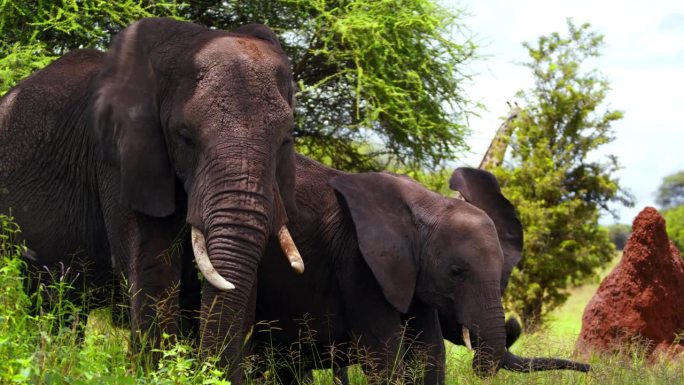 一群雄伟的非洲象在坦桑尼亚大草原的绿色区域吃草