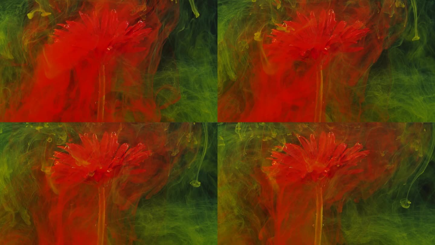红色非洲菊花和颜料在水中。在水中抽象墨水。