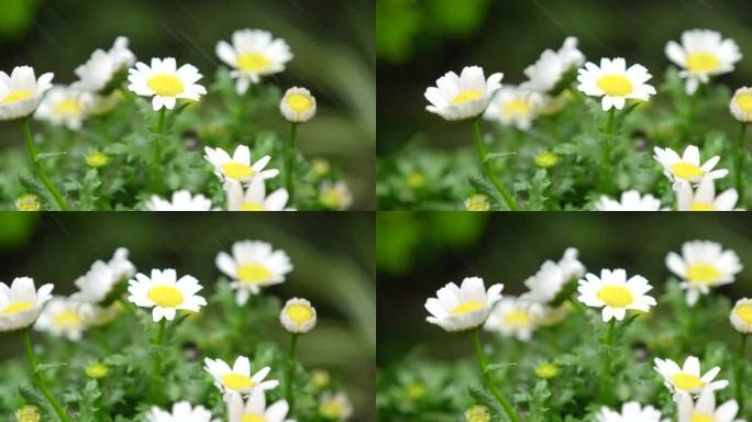 春天 细雨 小菊花 9