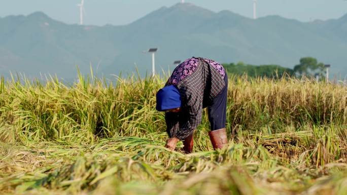 农业三农人力收割稻谷