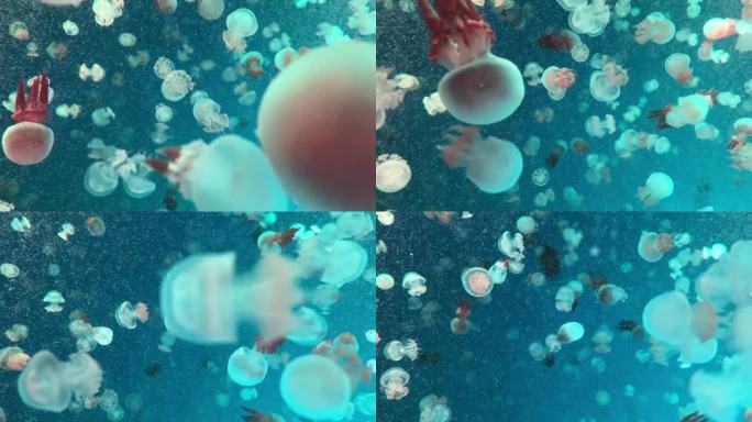 深蓝色的海水里有水母，深海里有水母，水里有很多水母。色彩斑斓的水母。泡泡在水下冒泡。