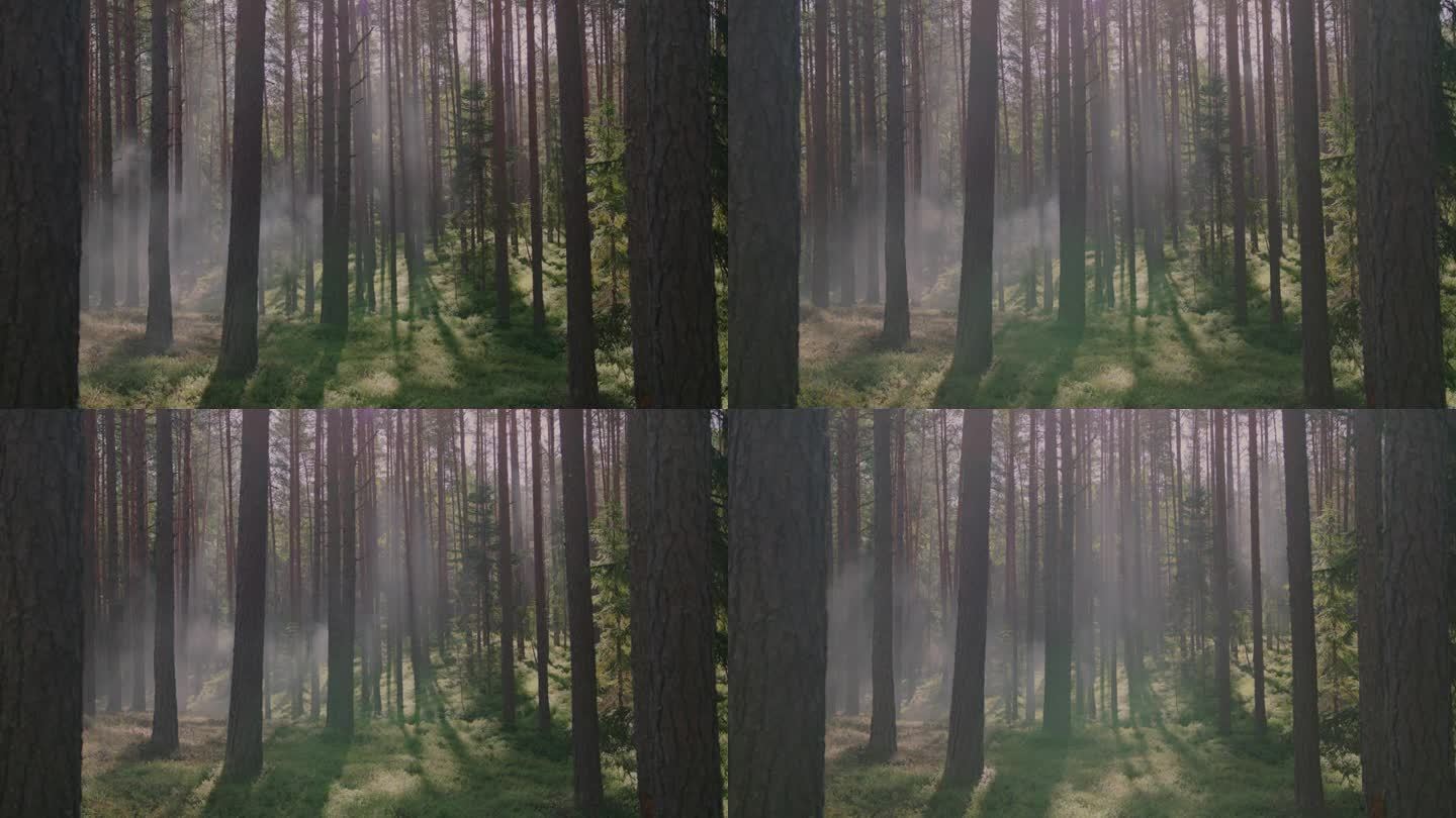 阳光照耀的松林笼罩在烟雾中，唤起了自然环境中森林火灾的概念。北欧自然。
