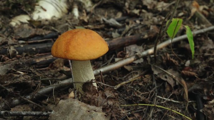 秋天的蘑菇在森林里阳光在森林里。在森林里采蘑菇。软选择聚焦