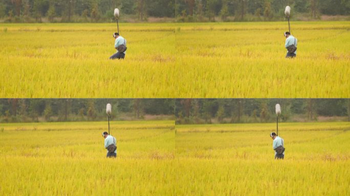 男子在稻田录制大自然的声音
