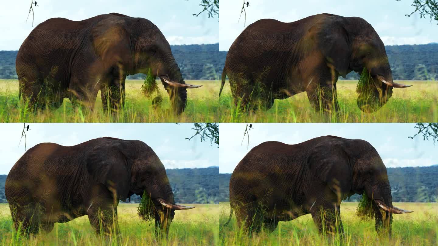 一只非洲象正在吃绿草和其他植物