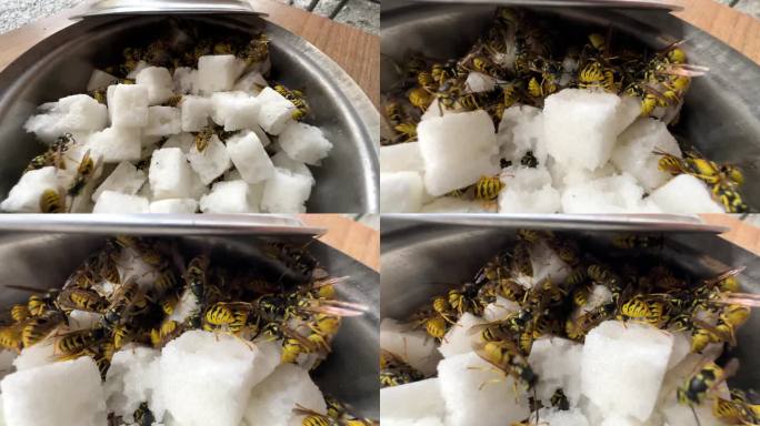 许多黄蜂吃糖罐里的糖