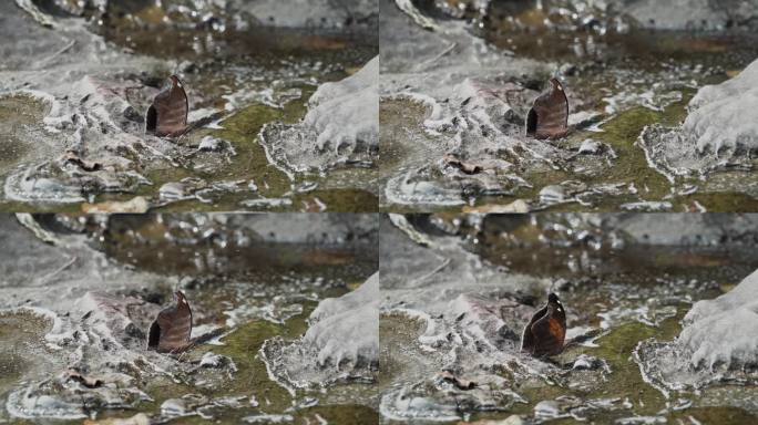 美丽的蝴蝶在马格达莱纳河的水坑里饮水，这是埃斯特雷科德马格达莱纳河的一条狭窄的裂缝，引起了激流，这是