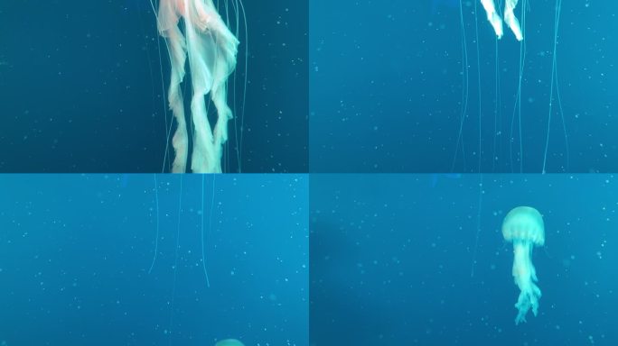 水母在水中自由漫游，五彩斑斓的水母是海底世界。
