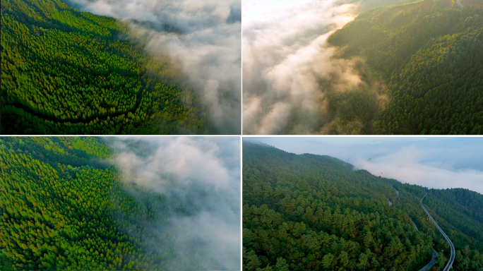 大自然 森林 云雾 天然氧吧