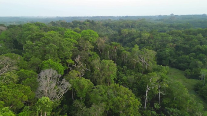 热带雨林、河流丛林鸟瞰图
