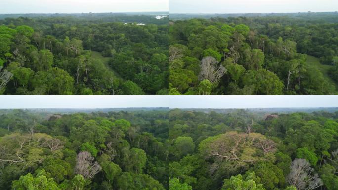 热带雨林、河流丛林鸟瞰图