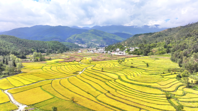 4K秋天金黄稻田 梯田稻子成熟 秋天风景